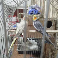 فروش سه جفت عروس مولد