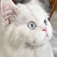 گربه دو ماهه|گربه|ساوه, |دیوار