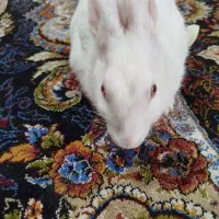 خرگوش سفید ماده