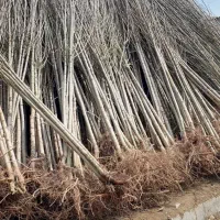 فروش نهال گلابی خرمالو پسته عناب سنجد سیب شمشاد|خدمات باغبانی و درختکاری|صفادشت, |دیوار