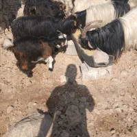 فروش ۴ راس بز داشتی و هیکلی ابستن ب فروش میرسد