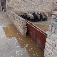 اطراف بویین زهرا|حیوانات مزرعه|بوئین زهرا, |دیوار