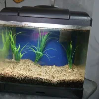 آکواریوم پلکسی