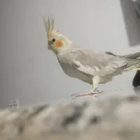 عروس هلندی ماده