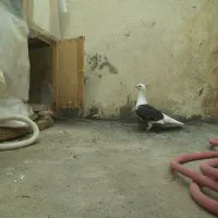 دوکت|پرنده|شوشتر, |دیوار