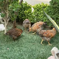 ۷ عدد نیمچه ۳ ماهه کاکلی زیبا با کیفیت خانگی|حیوانات مزرعه|مشهد, شهید رضوی|دیوار