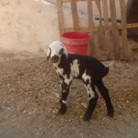 بره شیری