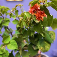 گیاه بیرونی(مناسب تراس و باغچه)اهواز|گل و گیاه طبیعی|اهواز, کیان اباد|دیوار