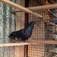 ۲تا جوجه ۱ نر زاغ