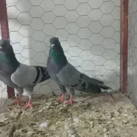 کبوتر سبز به شرط همه چیز