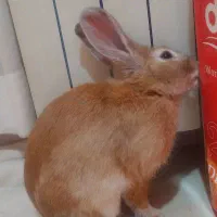 خرگوش