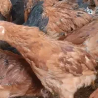 مرغ تخم گذار محلی