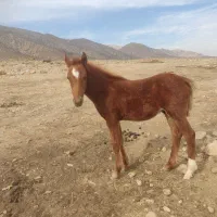 اسب|اسب و تجهیزات اسبسواری|سیاخ دارنگون, |دیوار