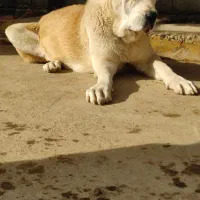 ماده الابای روس