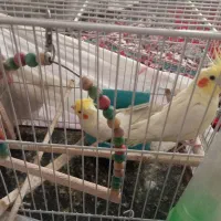 فروش دو عروس هلندی لوتینو خوش‌رنگ و اهلی|پرنده|مشهد, حجاب (شهرک غرب)|دیوار