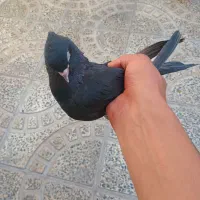 کبوتر زاغ