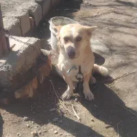 پاپی|سگ|تربت جام, جامرود|دیوار