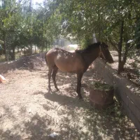 کره مادیون یکساله