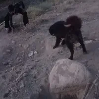 سگ نر قدرجونی معاوضه با لاس خوب