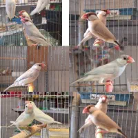 مرغ عشق فنچ عروس قناری فنچ نرگس جاوا گرینچیک|پرنده|اردبیل, |دیوار