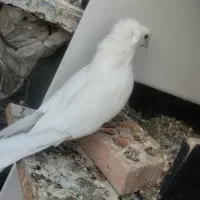 کفتر پرشی کاکل زینتی