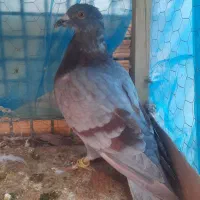 کفتر صید سبز و اوغون جونه نر|پرنده|مشهد, نیزه|دیوار