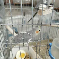 پرنده ـ عروس هلندی