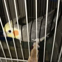 یک عدد عروس هلندی دستی سخنگو|پرنده|تربت‌حیدریه, یحیی آباد|دیوار