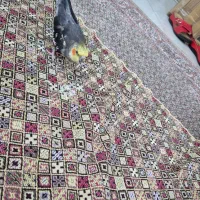 عروس هلندی نر سخنگو