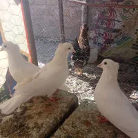 چند جفت کفتر هرکس خواست تا قیمت بدم