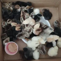 جوجه محلی اصل|حیوانات مزرعه|کازرون, |دیوار