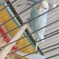 سه عدد مرغ عشق دو سه ماهه رینبو دونه ایی ۲۰۰|پرنده|دزفول, |دیوار