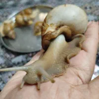 حلزون کلاژن ساز سایز ریز تا درشت|خزنده|تهران, نازی‌آباد|دیوار