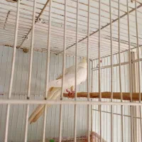 عروس هلندی|پرنده|مشهد, کوی المهدی|دیوار