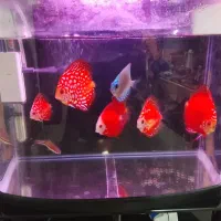ماهی دیسکس و آکواریوم