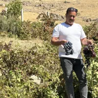 نهال انگور اختصاصی یاسین نهال
