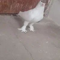 کفتر