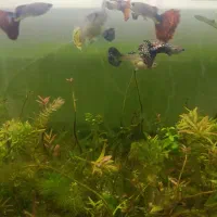 گوپی ویژه وارداتی|ماهی|اهواز, کوی مهدیس|دیوار