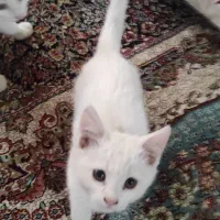 بچه گربه|گربه|مشهد, شهید شهریاری|دیوار