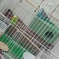 مرغ عشق جفت