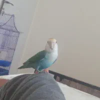 کوتوله برزیلی با تمام وسایل|پرنده|شیراز, سرو|دیوار