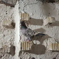 دسته سینه ای هوایی|پرنده|مرودشت, نقش رستم|دیوار