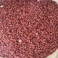 لوبیای درختی قم بذری