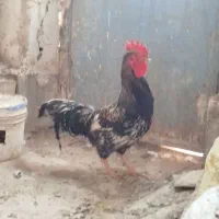 خروس محلی