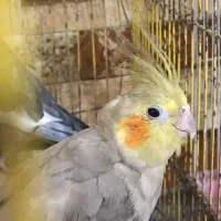 عروس هلندی|پرنده|کردکوی, |دیوار