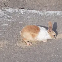 فروش یک عدد بچه خرگوش ماده