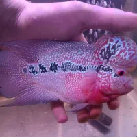 ماهی آکواریوم فلاور