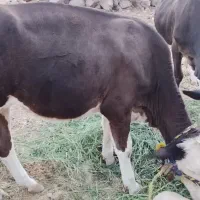 فروش گوساله سمینتال ماده
