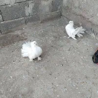 دم چطری|پرنده|جیرفت, |دیوار