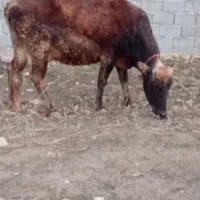 گاو|حیوانات مزرعه|شاهیوند, |دیوار